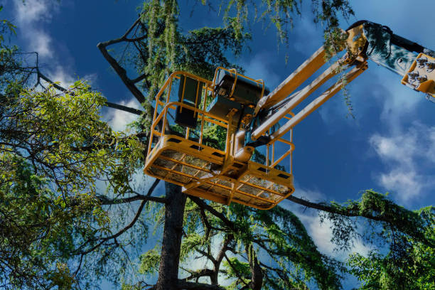 Reliable Sachse, TX Tree Removal Solutions