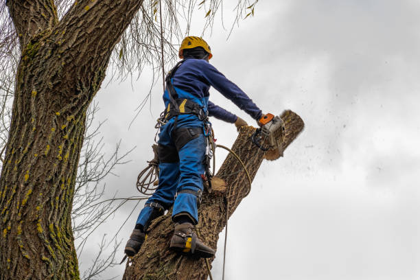 Best Tree Risk Assessment  in Sachse, TX