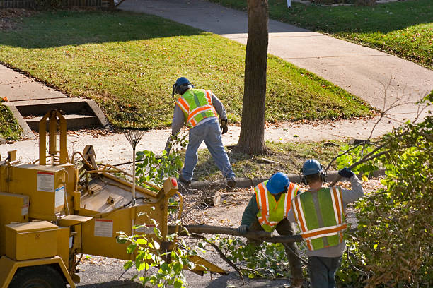 Best Hazardous Tree Removal  in Sachse, TX