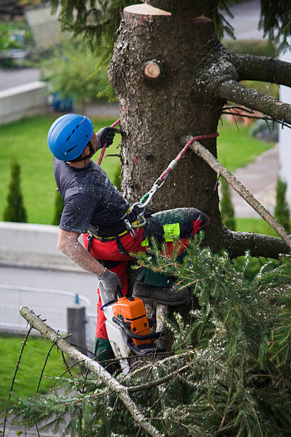 Best Lawn Watering Services  in Sachse, TX