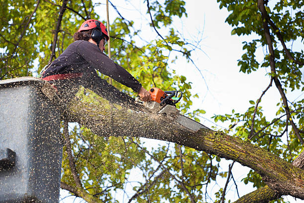 How Our Tree Care Process Works  in  Sachse, TX